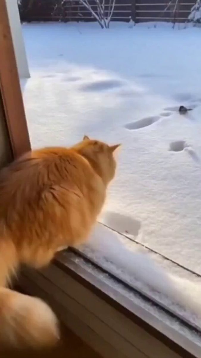 橘猫在雪地钻洞的画面
