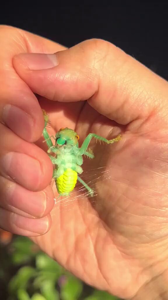 緑のカマキリが糸を噴射しまくる！掌に白く濁った粘液を内射