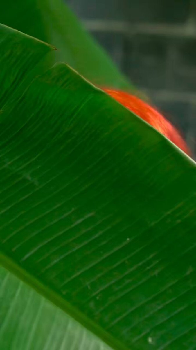 👉 जंगल में लाल बालों वाली लड़की! 🔥 FREUTOY अटैचमेंट: क्रॉचलेस पैंटी को स्टैंडर्ड चाबी वाले प्लग से जोड़ा गया है। (लिंक पहले कमेंट में ह...