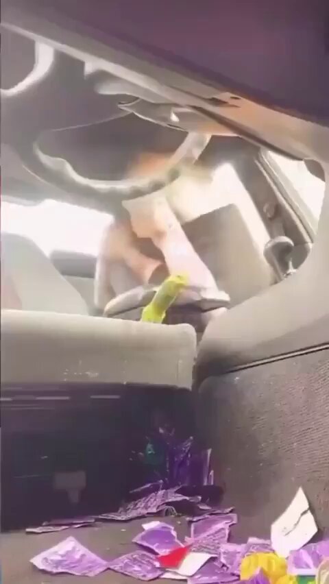 Wild in the Car! Sexy Girl Uses a Cucumber to Masturbate, Condoms Flying Everywhere
