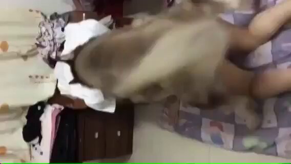 犬交成功
真的被🐶内了 好恶心 我全吐了🤮
完整视频长达2个小时15分钟

想看 点赞和评论扣678 🧐🧐 