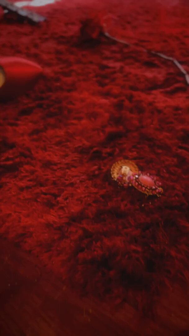 レッドカーペットの誘惑：黒ストッキングの美女が跪いて舐め、爆乳を露出したワイルドなプレイ