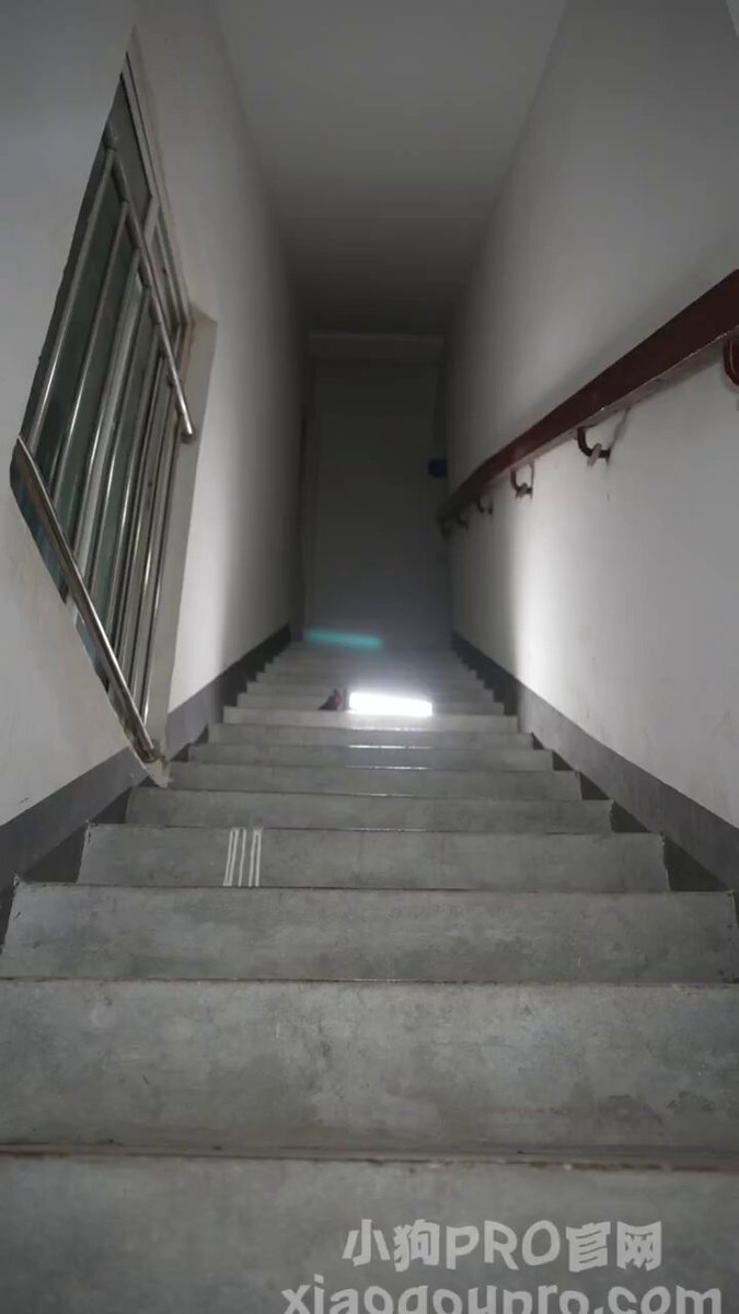 🐶尴尬了，被抓个现形 