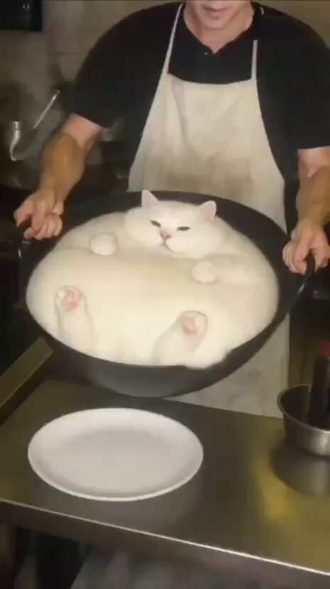 这只白猫也太圆了吧！坐在厨房台上像个大汤圆，厨师叔叔在后面比耶庆祝😂

谁家猫猫这么胖？求同款！ 