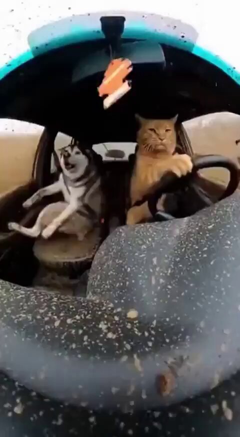 车内狂野！橘猫握方向盘狠肏哈士奇骚狗后入爆操