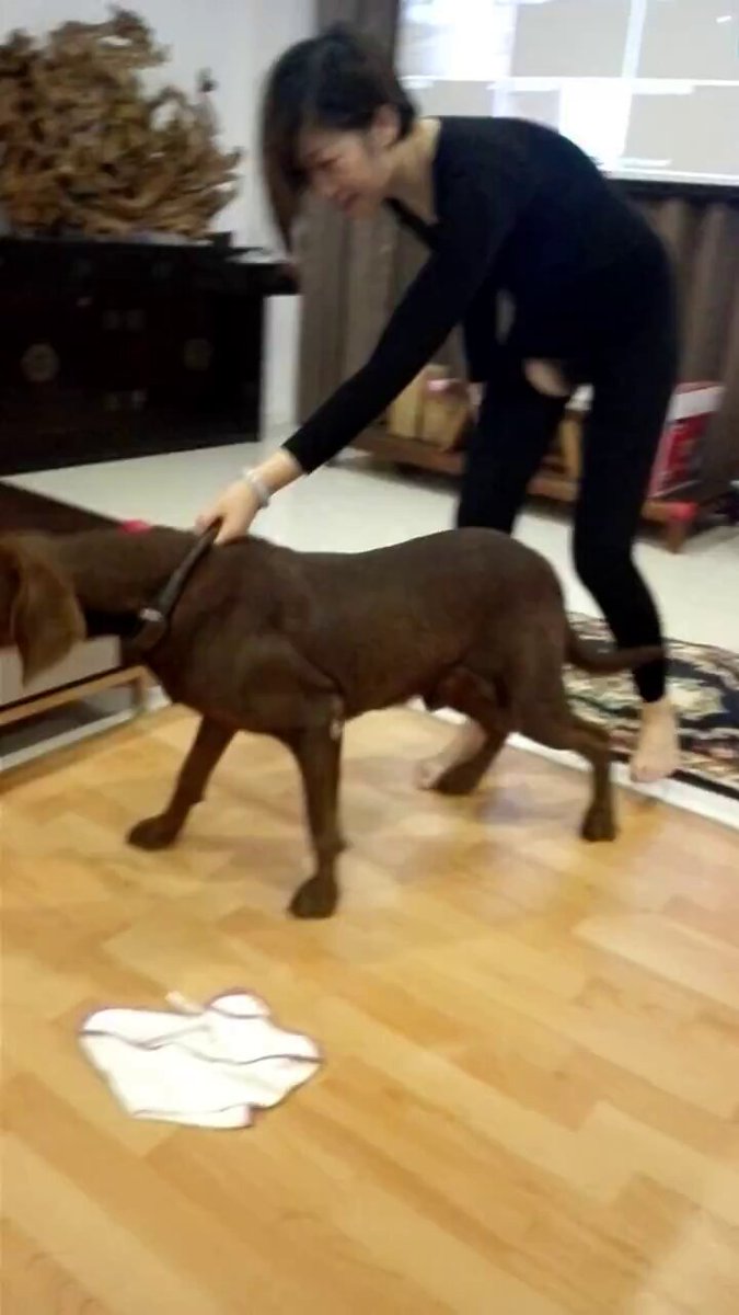 人犬群p 国内人兽圈内部视频原版 两只狗操两个女人 超级精彩 收藏级必看神作
#口交 #做爱 #反差 #露脸 #人妻 #少妇 #熟女 