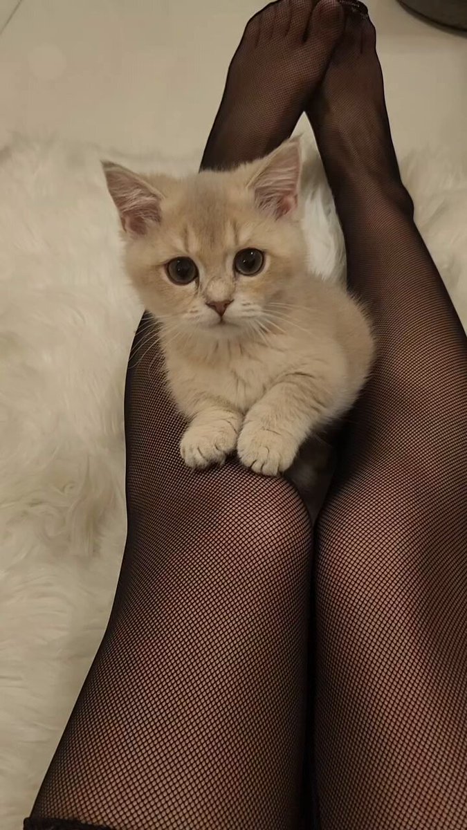 黑丝美腿夹住可爱小猫咪 诱惑私处大开秀