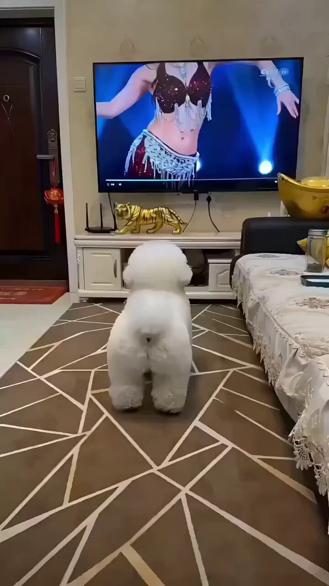 ビションの子犬がベリーダンスを真似して楽しそうに腰を振る