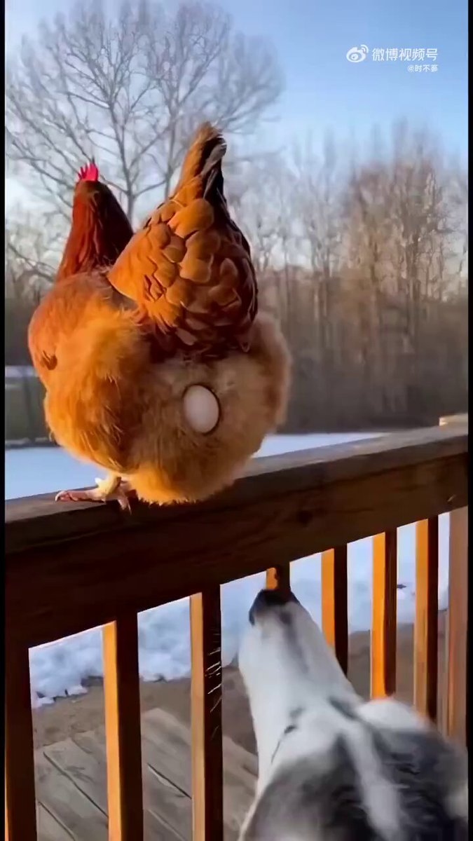 合着在守株待兔呢 