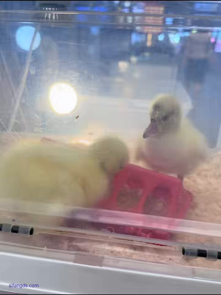 Bathroom Selfie: Big-Breasted, Hairy Pussy Horny Girl Fingers Her Vagina to Orgasm and Squirts