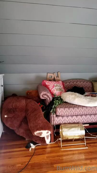 性感辣妹脱裤秀翘臀大熊玩弄诱惑内裤湿身