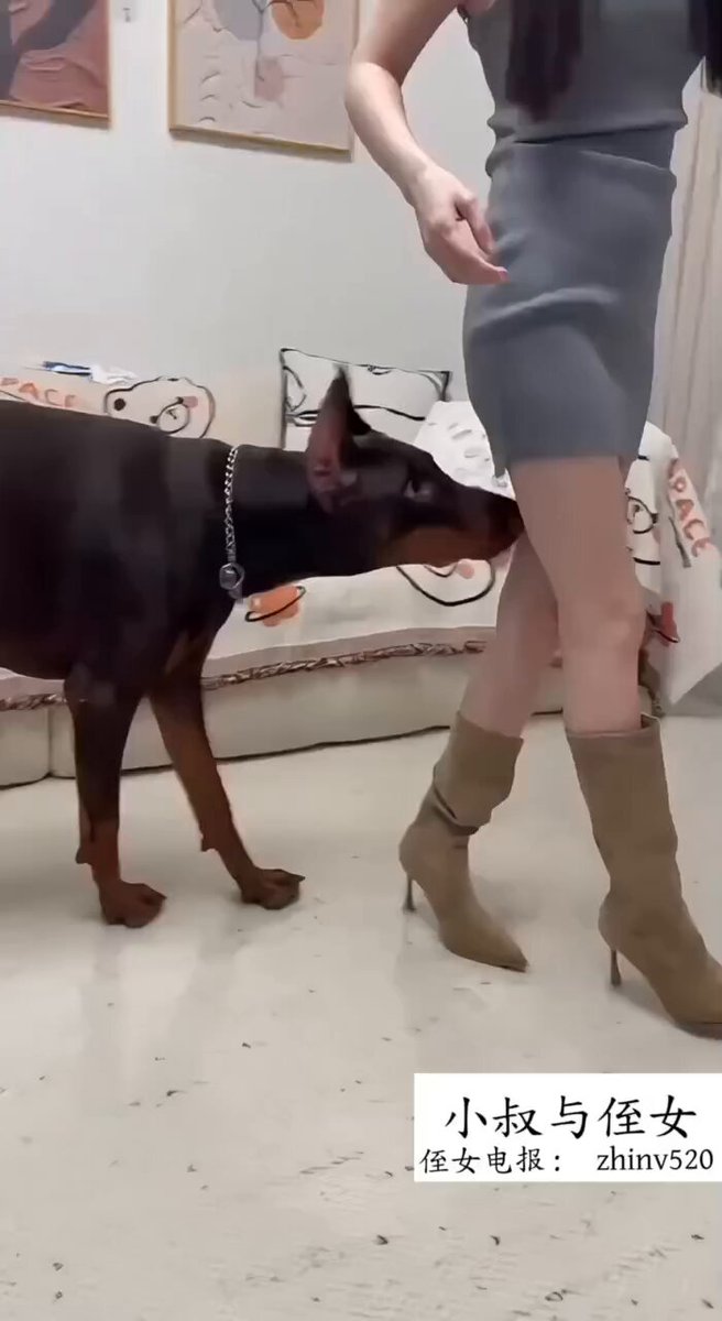 西西和爱犬（四部连载）

被（小八🦮）内射的🈵🈵的，（小八🦮）的鸡8也真是大、被锁半小时最后才拔出来... 